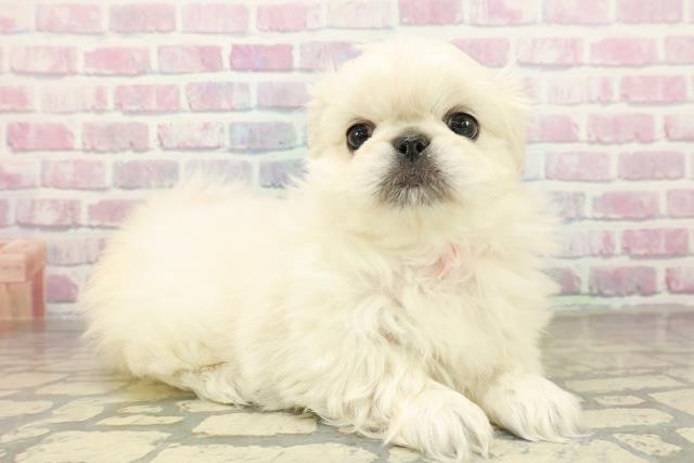 東京都のペキニーズ (Coo&RIKU武蔵小山店/2025年11月16日生まれ/女の子/ホワイト)の子犬の3枚目の画像