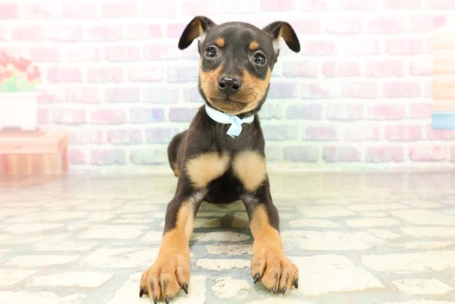 東京都のミニチュアピンシャー (Coo&RIKU足立本店/2025年11月17日生まれ/男の子/ブラックタン)の子犬の1枚目の画像