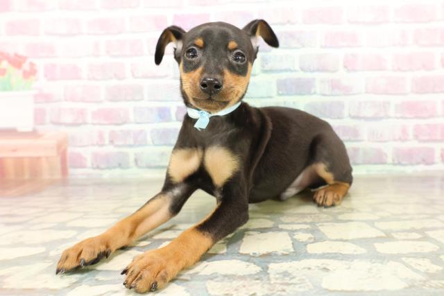 東京都のミニチュアピンシャー (Coo&RIKU足立本店/2025年11月17日生まれ/男の子/ブラックタン)の子犬の2枚目の画像