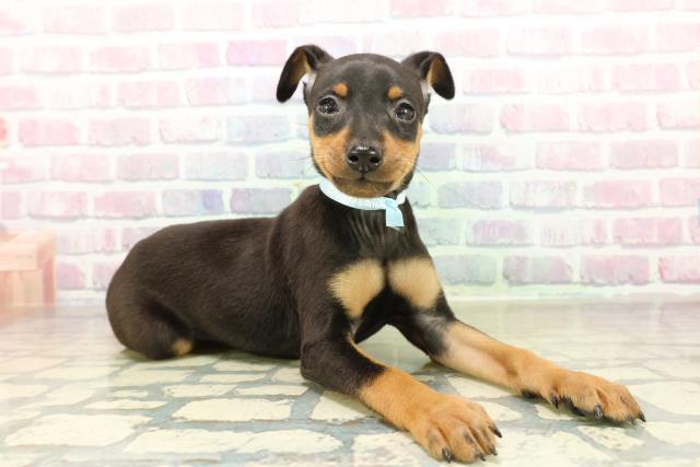 東京都のミニチュアピンシャー (Coo&RIKU足立本店/2025年11月17日生まれ/男の子/ブラックタン)の子犬の3枚目の画像