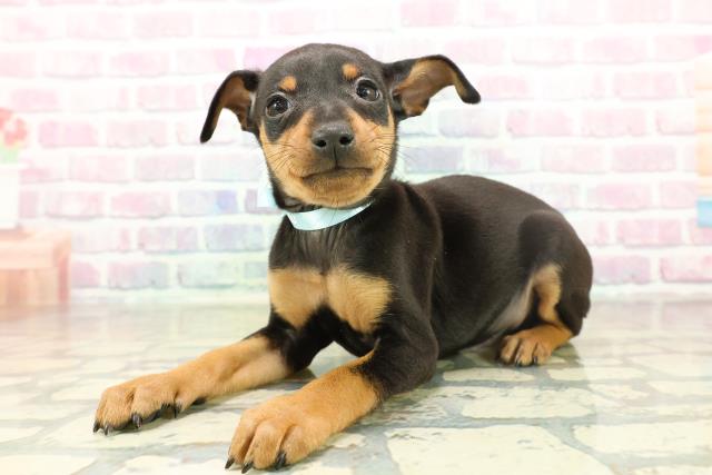 千葉県のミニチュアピンシャー (Coo&RIKU南柏店/2025年11月17日生まれ/男の子/ブラックタン)の子犬の2枚目の画像