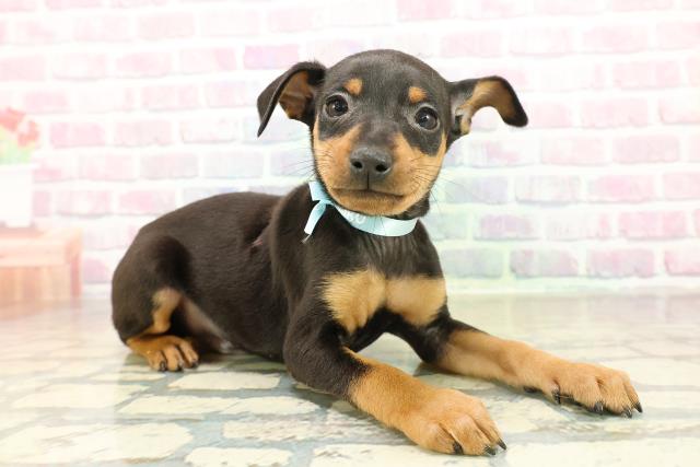 千葉県のミニチュアピンシャー (Coo&RIKU南柏店/2025年11月17日生まれ/男の子/ブラックタン)の子犬の3枚目の画像