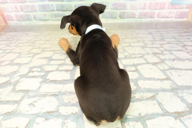 千葉県のミニチュアピンシャー (Coo&RIKU南柏店/2025年11月17日生まれ/男の子/ブラックタン)の子犬の4枚目の画像