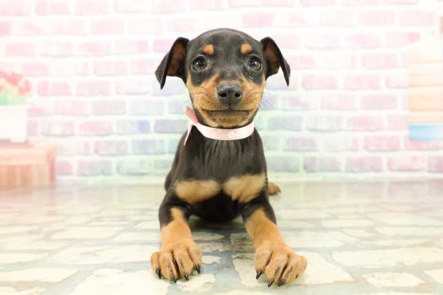 千葉県のミニチュアピンシャー (Coo&RIKUアクロスモール新鎌ケ谷店/2025年11月17日生まれ/女の子/ブラックタン)の子犬の1枚目の画像