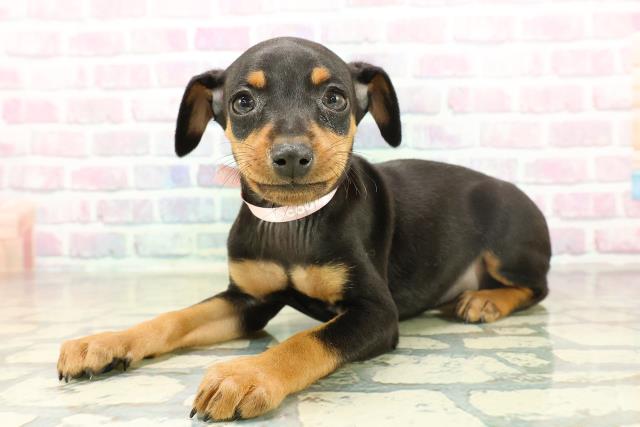 千葉県のミニチュアピンシャー (Coo&RIKUアクロスモール新鎌ケ谷店/2025年11月17日生まれ/女の子/ブラックタン)の子犬の2枚目の画像