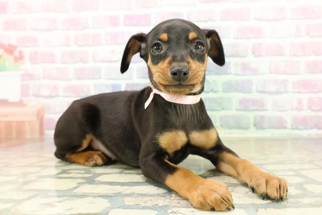 千葉県のミニチュアピンシャー (Coo&RIKUアクロスモール新鎌ケ谷店/2025年11月17日生まれ/女の子/ブラックタン)の子犬の3枚目の画像