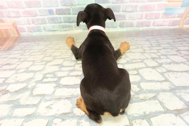 千葉県のミニチュアピンシャー (Coo&RIKUアクロスモール新鎌ケ谷店/2025年11月17日生まれ/女の子/ブラックタン)の子犬の4枚目の画像