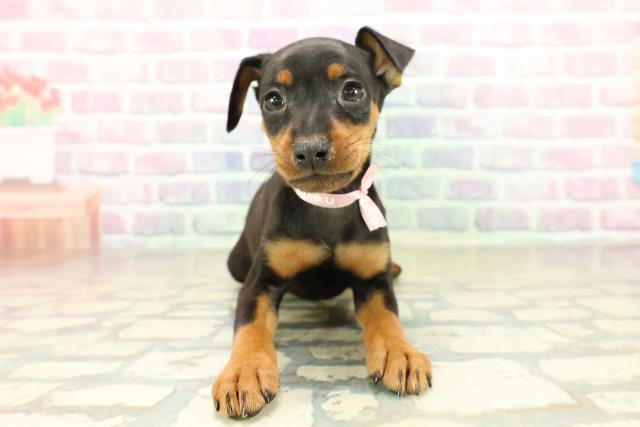 石川県のミニチュアピンシャー (Coo&RIKUイオン野々市南店/2025年11月17日生まれ/女の子/ブラックタン)の子犬の1枚目の画像