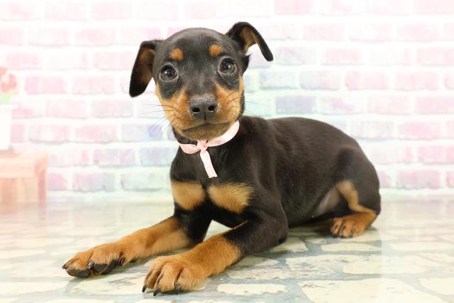 石川県のミニチュアピンシャー (Coo&RIKUイオン野々市南店/2025年11月17日生まれ/女の子/ブラックタン)の子犬の2枚目の画像