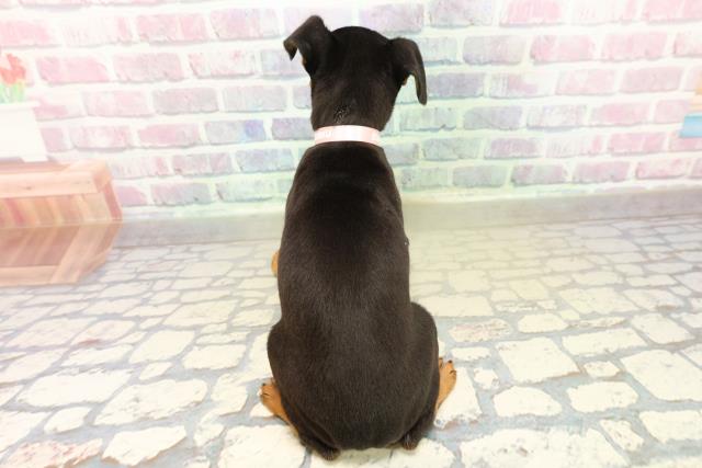 石川県のミニチュアピンシャー (Coo&RIKUイオン野々市南店/2025年11月17日生まれ/女の子/ブラックタン)の子犬の4枚目の画像