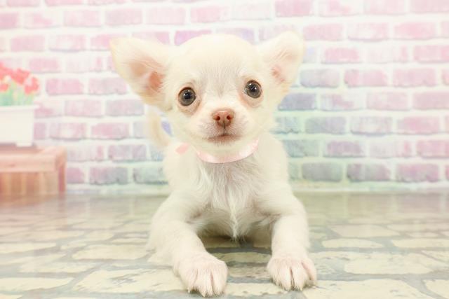 青森県のチワワ(ロング) (Coo&RIKU八戸店/2025年11月16日生まれ/女の子/クリーム)の子犬