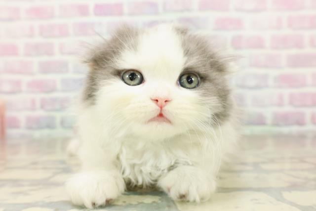 奈良県のスコティッシュフォールド (Coo&RIKU奈良富雄南店/2025年11月15日生まれ/男の子/ブルーホワイト)の子猫の1枚目の画像