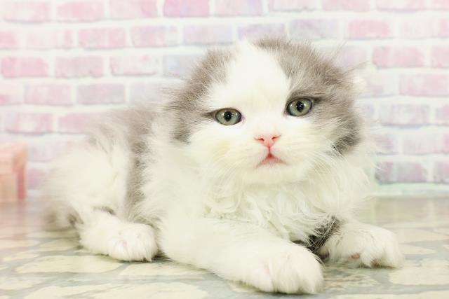 奈良県のスコティッシュフォールド (Coo&RIKU奈良富雄南店/2025年11月15日生まれ/男の子/ブルーホワイト)の子猫の3枚目の画像