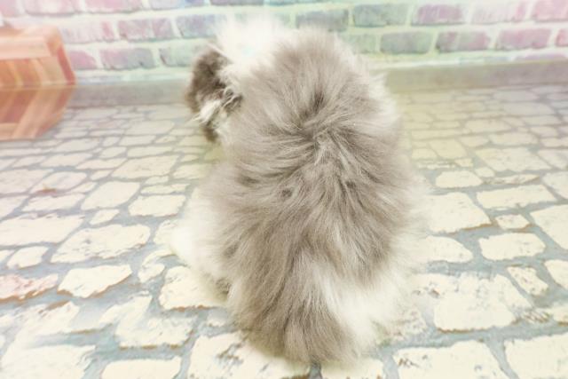 奈良県のスコティッシュフォールド (Coo&RIKU奈良富雄南店/2025年11月15日生まれ/男の子/ブルーホワイト)の子猫の4枚目の画像
