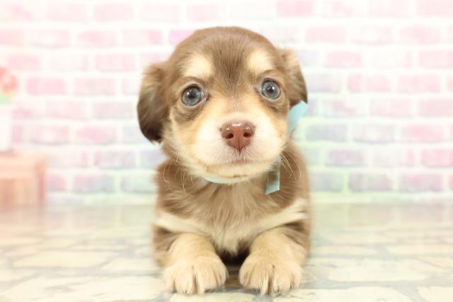 東京都のチワックス(チワワ×ダックス) (Coo&RIKU福生店/2025年11月15日生まれ/男の子/チョコレートタン)の子犬の1枚目の画像