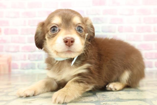 東京都のチワックス(チワワ×ダックス) (Coo&RIKU福生店/2025年11月15日生まれ/男の子/チョコレートタン)の子犬の2枚目の画像