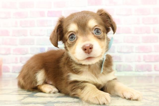 東京都のチワックス(チワワ×ダックス) (Coo&RIKU福生店/2025年11月15日生まれ/男の子/チョコレートタン)の子犬の3枚目の画像