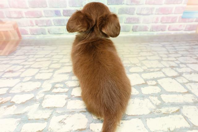 東京都のチワックス(チワワ×ダックス) (Coo&RIKU福生店/2025年11月15日生まれ/男の子/チョコレートタン)の子犬の4枚目の画像