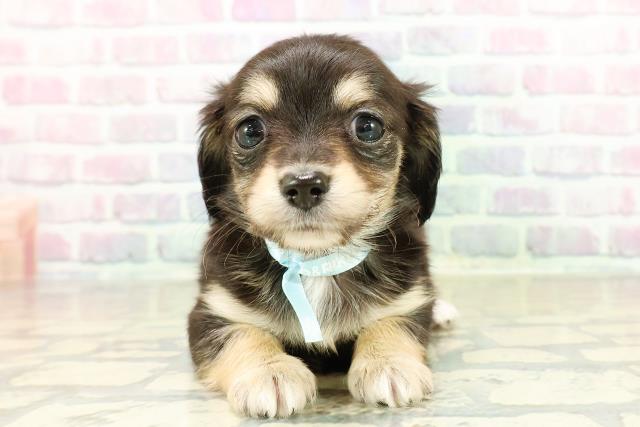 千葉県のチワックス(チワワ×ダックス) (Coo&RIKUフレスポ稲毛店/2025年11月15日生まれ/男の子/ブラックタンホワイト)の子犬の1枚目の画像