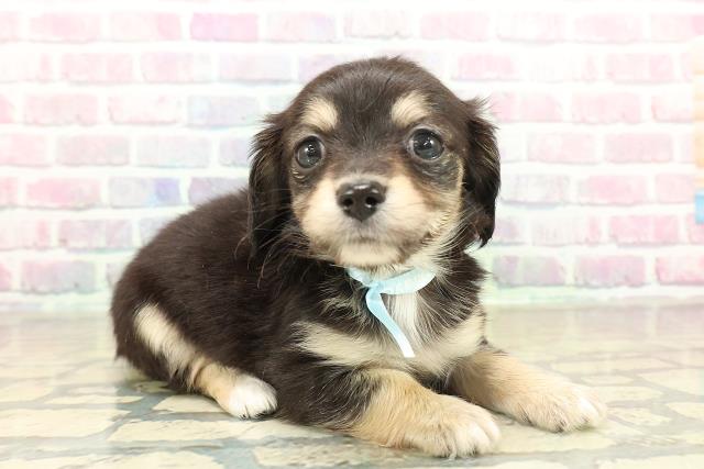 千葉県のチワックス(チワワ×ダックス) (Coo&RIKUフレスポ稲毛店/2025年11月15日生まれ/男の子/ブラックタンホワイト)の子犬の3枚目の画像