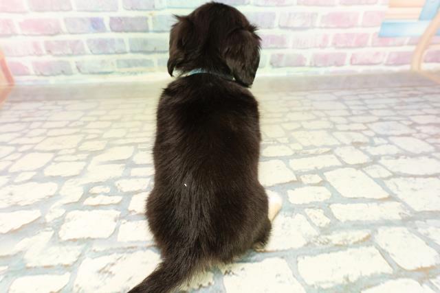 千葉県のチワックス(チワワ×ダックス) (Coo&RIKUフレスポ稲毛店/2025年11月15日生まれ/男の子/ブラックタンホワイト)の子犬の4枚目の画像