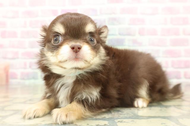 千葉県のチワワ(ロング) (Coo&RIKU南柏店/2025年11月8日生まれ/男の子/チョコレートタンホワイト)の子犬の2枚目の画像