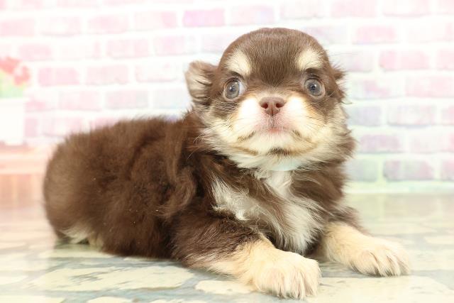 千葉県のチワワ(ロング) (Coo&RIKU南柏店/2025年11月8日生まれ/男の子/チョコレートタンホワイト)の子犬の3枚目の画像