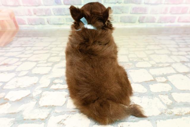 千葉県のチワワ(ロング) (Coo&RIKU南柏店/2025年11月8日生まれ/男の子/チョコレートタンホワイト)の子犬の4枚目の画像