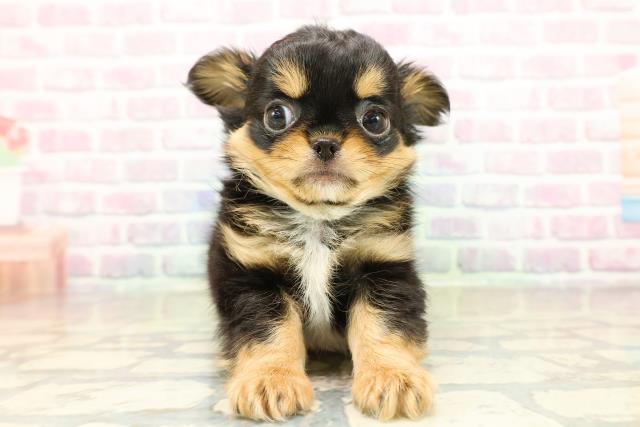 東京都のチワワ(ロング) (Coo&RIKU福生店/2025年11月12日生まれ/男の子/ブラックタンホワイト)の子犬の1枚目の画像