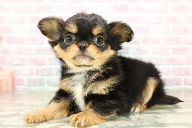 東京都のチワワ(ロング) (Coo&RIKU福生店/2025年11月12日生まれ/男の子/ブラックタンホワイト)の子犬の2枚目の画像