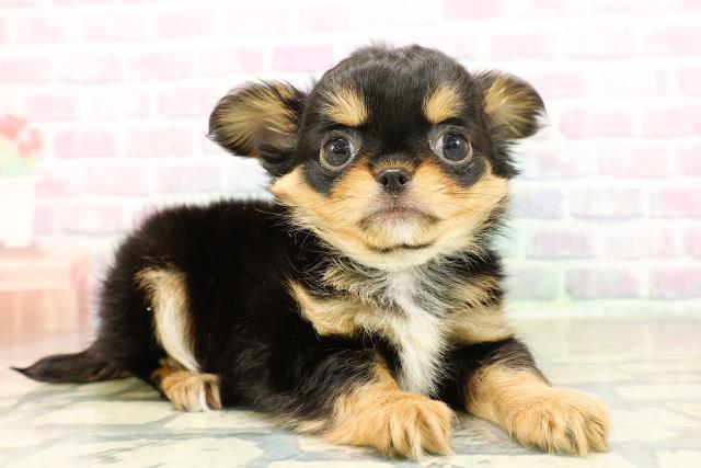 東京都のチワワ(ロング) (Coo&RIKU福生店/2025年11月12日生まれ/男の子/ブラックタンホワイト)の子犬の3枚目の画像