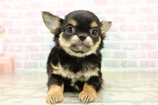 千葉県のチワワ(ロング) (Coo&RIKU流山店/2025年11月12日生まれ/男の子/ブラックタンホワイト)の子犬の1枚目の画像