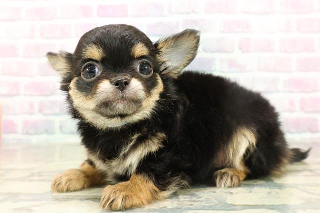 千葉県のチワワ(ロング) (Coo&RIKU流山店/2025年11月12日生まれ/男の子/ブラックタンホワイト)の子犬の2枚目の画像