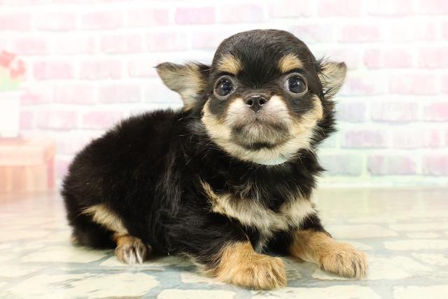 千葉県のチワワ(ロング) (Coo&RIKU流山店/2025年11月12日生まれ/男の子/ブラックタンホワイト)の子犬の3枚目の画像