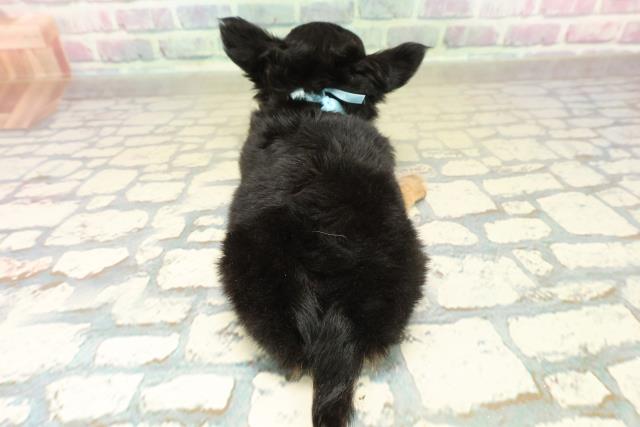 千葉県のチワワ(ロング) (Coo&RIKU流山店/2025年11月12日生まれ/男の子/ブラックタンホワイト)の子犬の4枚目の画像