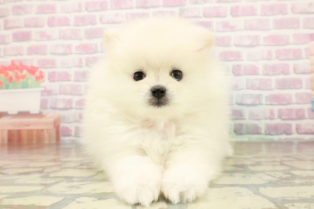 北海道のポメラニアン (Coo&RIKU北見店/2025年11月10日生まれ/女の子/クリーム)の子犬