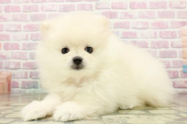 北海道のポメラニアン (Coo&RIKU北見店/2025年11月10日生まれ/女の子/クリーム)の子犬の2枚目の画像