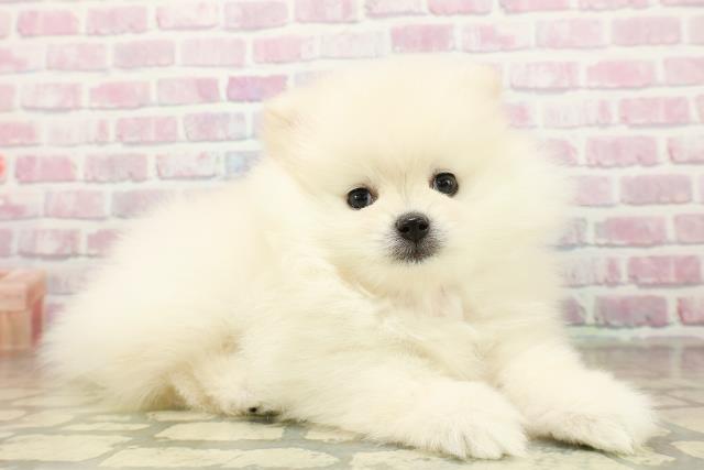 北海道のポメラニアン (Coo&RIKU北見店/2025年11月10日生まれ/女の子/クリーム)の子犬の3枚目の画像