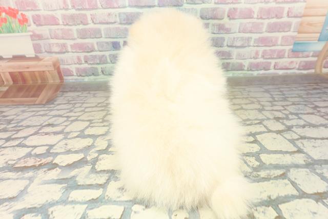 北海道のポメラニアン (Coo&RIKU北見店/2025年11月10日生まれ/女の子/クリーム)の子犬の4枚目の画像