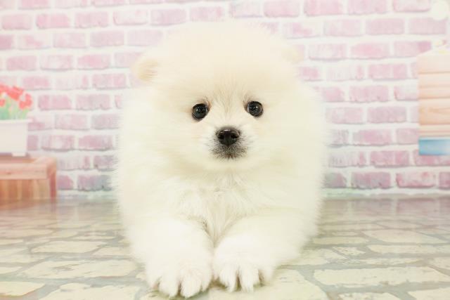 北海道のポメラニアン (Coo&RIKU岩見沢店/2025年11月10日生まれ/男の子/クリーム)の子犬