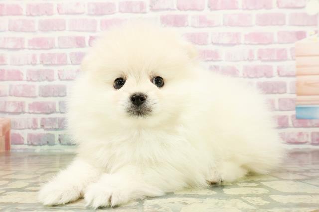 北海道のポメラニアン (Coo&RIKU岩見沢店/2025年11月10日生まれ/男の子/クリーム)の子犬の2枚目の画像