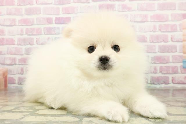 北海道のポメラニアン (Coo&RIKU岩見沢店/2025年11月10日生まれ/男の子/クリーム)の子犬の3枚目の画像