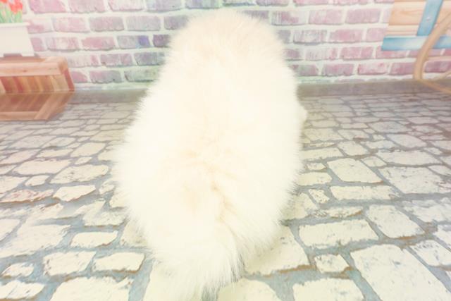 北海道のポメラニアン (Coo&RIKU岩見沢店/2025年11月10日生まれ/男の子/クリーム)の子犬の4枚目の画像