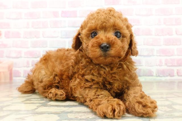 埼玉県のトイプードル(トイ) (Coo&RIKU草加バイパス店/2025年11月11日生まれ/男の子/レッド)の子犬の3枚目の画像