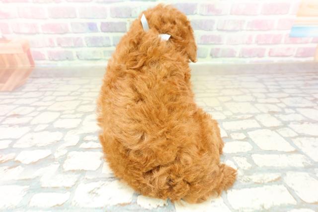 埼玉県のトイプードル(トイ) (Coo&RIKU草加バイパス店/2025年11月11日生まれ/男の子/レッド)の子犬の4枚目の画像