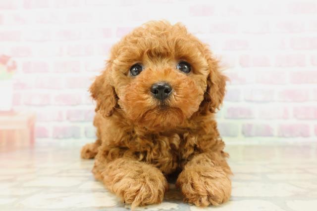 埼玉県のトイプードル(トイ) (Coo&RIKU春日部店/2025年11月11日生まれ/女の子/レッド)の子犬の1枚目の画像