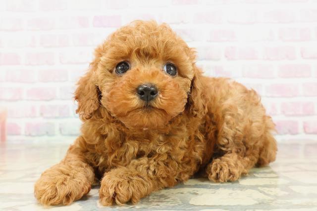 埼玉県のトイプードル(トイ) (Coo&RIKU春日部店/2025年11月11日生まれ/女の子/レッド)の子犬の2枚目の画像