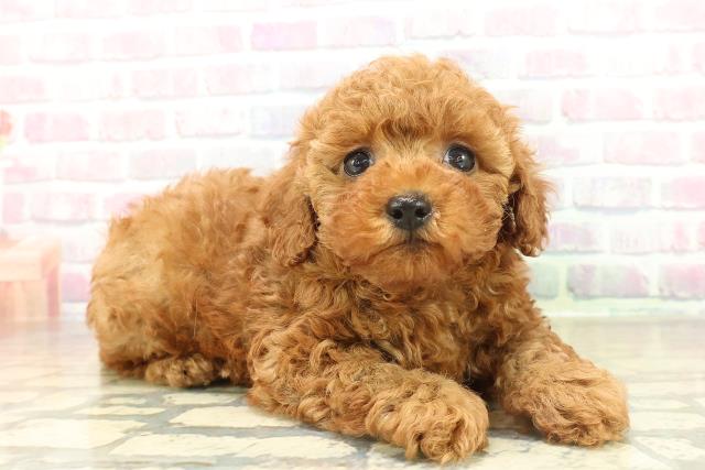 埼玉県のトイプードル(トイ) (Coo&RIKU春日部店/2025年11月11日生まれ/女の子/レッド)の子犬の3枚目の画像