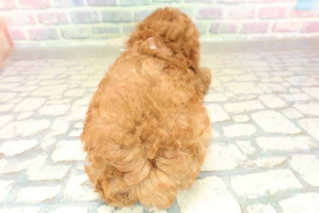 埼玉県のトイプードル(トイ) (Coo&RIKU春日部店/2025年11月11日生まれ/女の子/レッド)の子犬の4枚目の画像