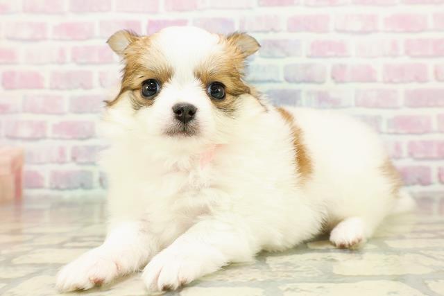 埼玉県のポメチワ/チワポメ/ポメチー(ポメラニアン×チワワ) (Coo&RIKU岩槻店/2025年11月12日生まれ/女の子/パーティーカラー)の子犬の2枚目の画像